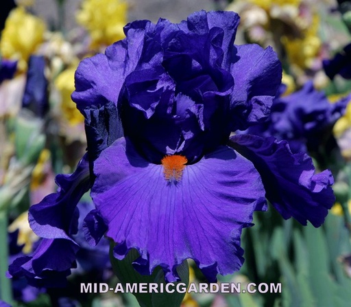 Paul Black | Mid-America Garden